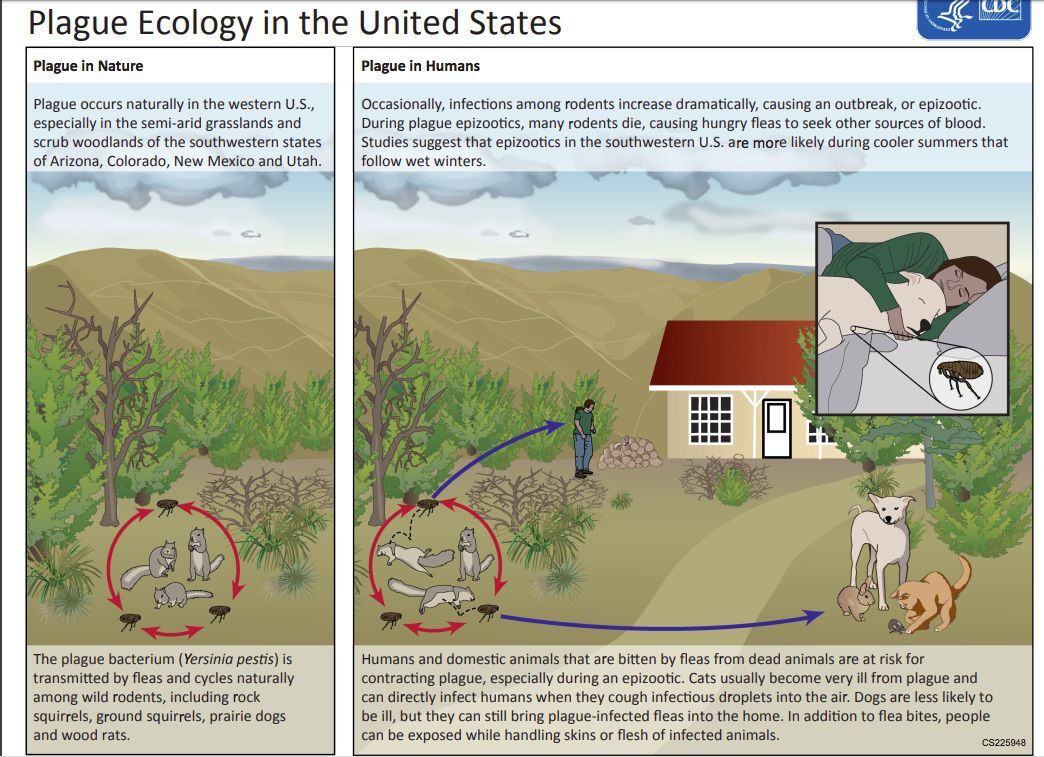 Plague ecology in the US